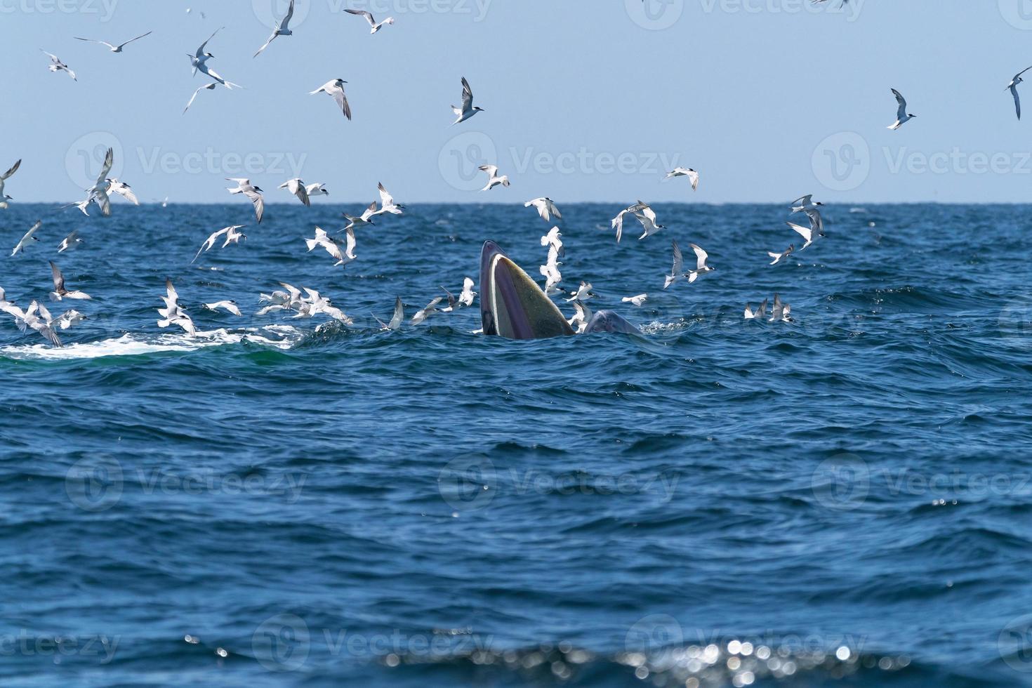 Whale Bruda feed on a wide variety of fish photo