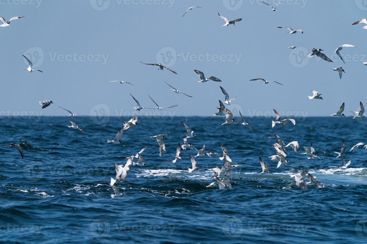 Las gaviotas que vuelan en la parte superior antes de que la ballena bruda se alimente de una amplia variedad de peces en el golfo de Tailandia foto