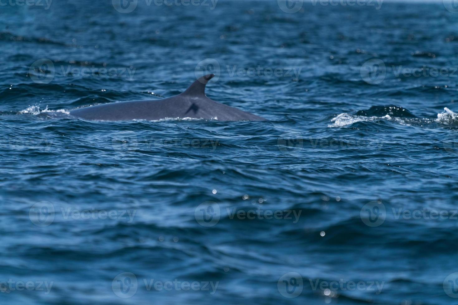 Bruda whale swimming up to the surface showing at the gulf of Thailand photo