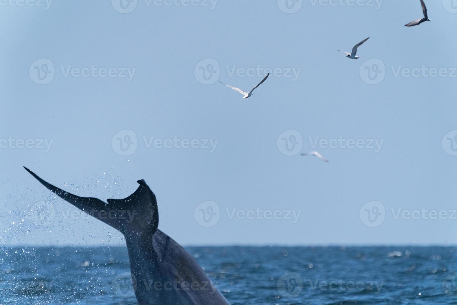 Ballena bruda nadando hasta la superficie mostrando en el golfo de Tailandia foto