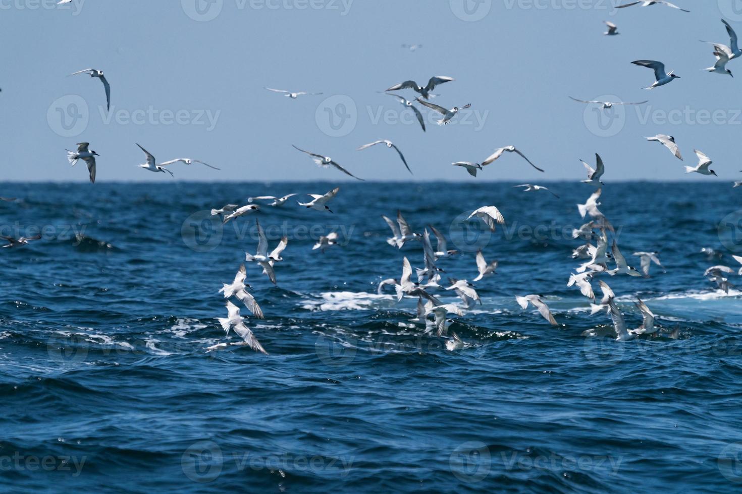 Las gaviotas que vuelan en la parte superior antes de que la ballena bruda se alimente de una amplia variedad de peces en el golfo de Tailandia foto