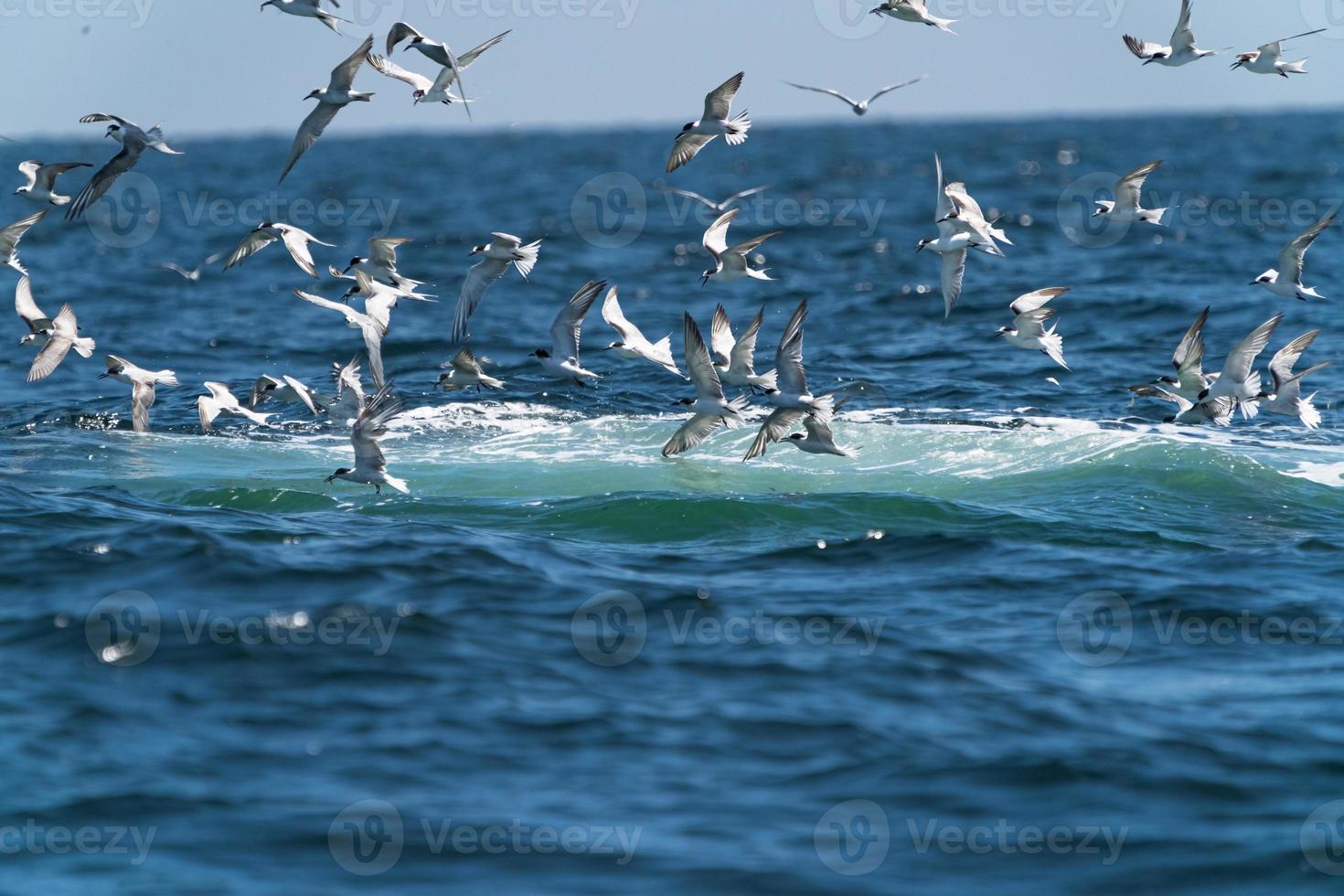 Seagulls flying on top before Whale bruda feed on a wide variety of fish with in gulf of Thailand photo