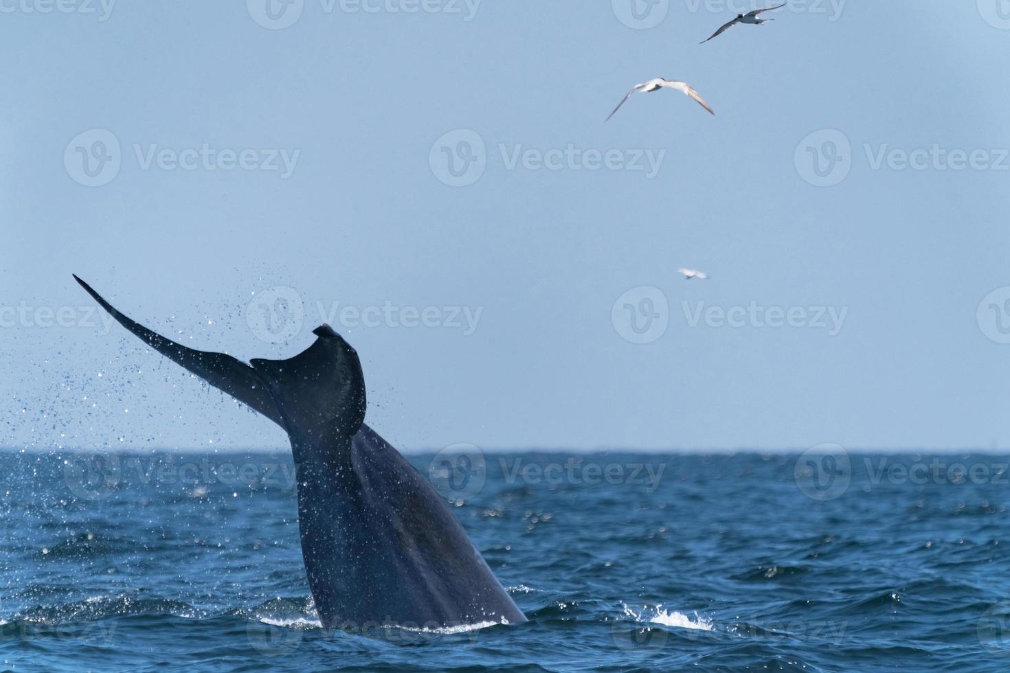 Bruda whale swimming up to the surface showing at the gulf of Thailand photo