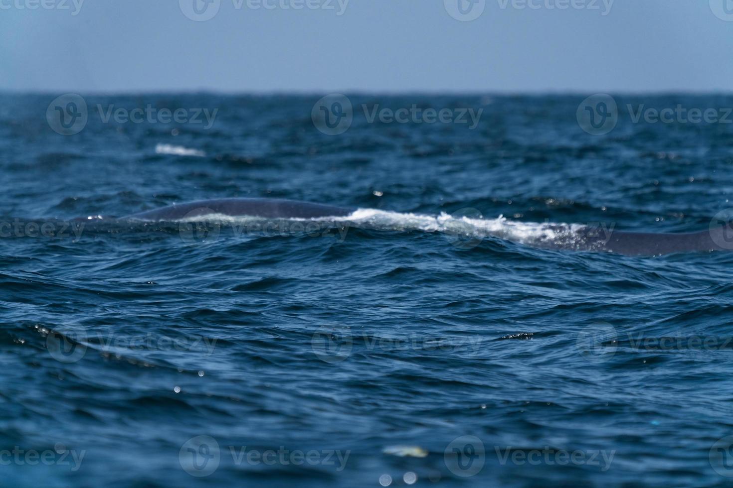Ballena bruda nadando hasta la superficie mostrando en el golfo de Tailandia foto