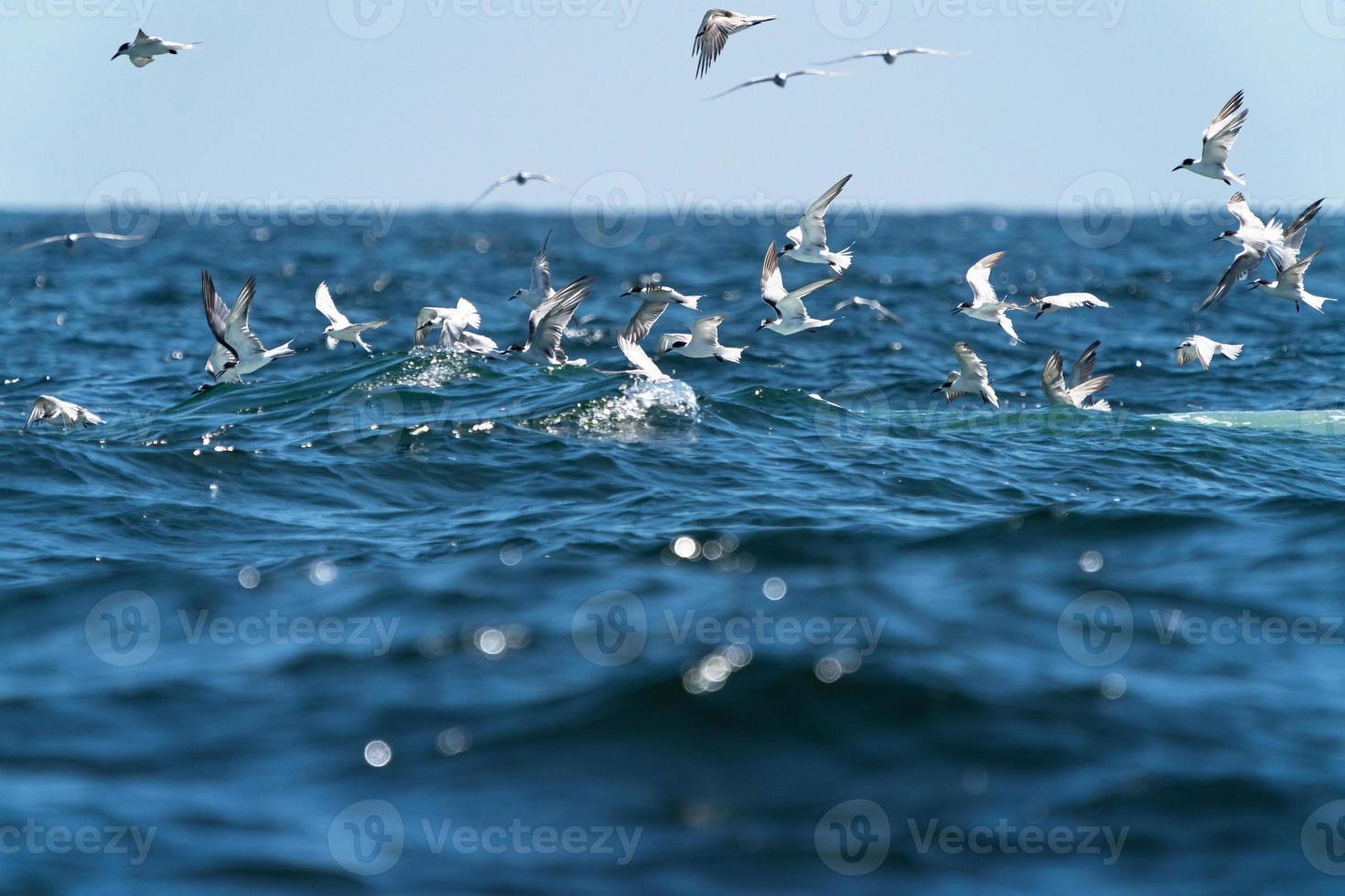 Las gaviotas que vuelan en la parte superior antes de que la ballena bruda se alimente de una amplia variedad de peces en el golfo de Tailandia foto