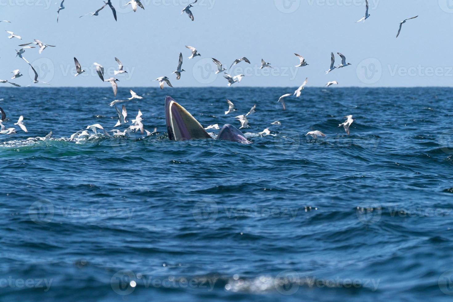 ballena bruda se alimenta de una amplia variedad de peces foto