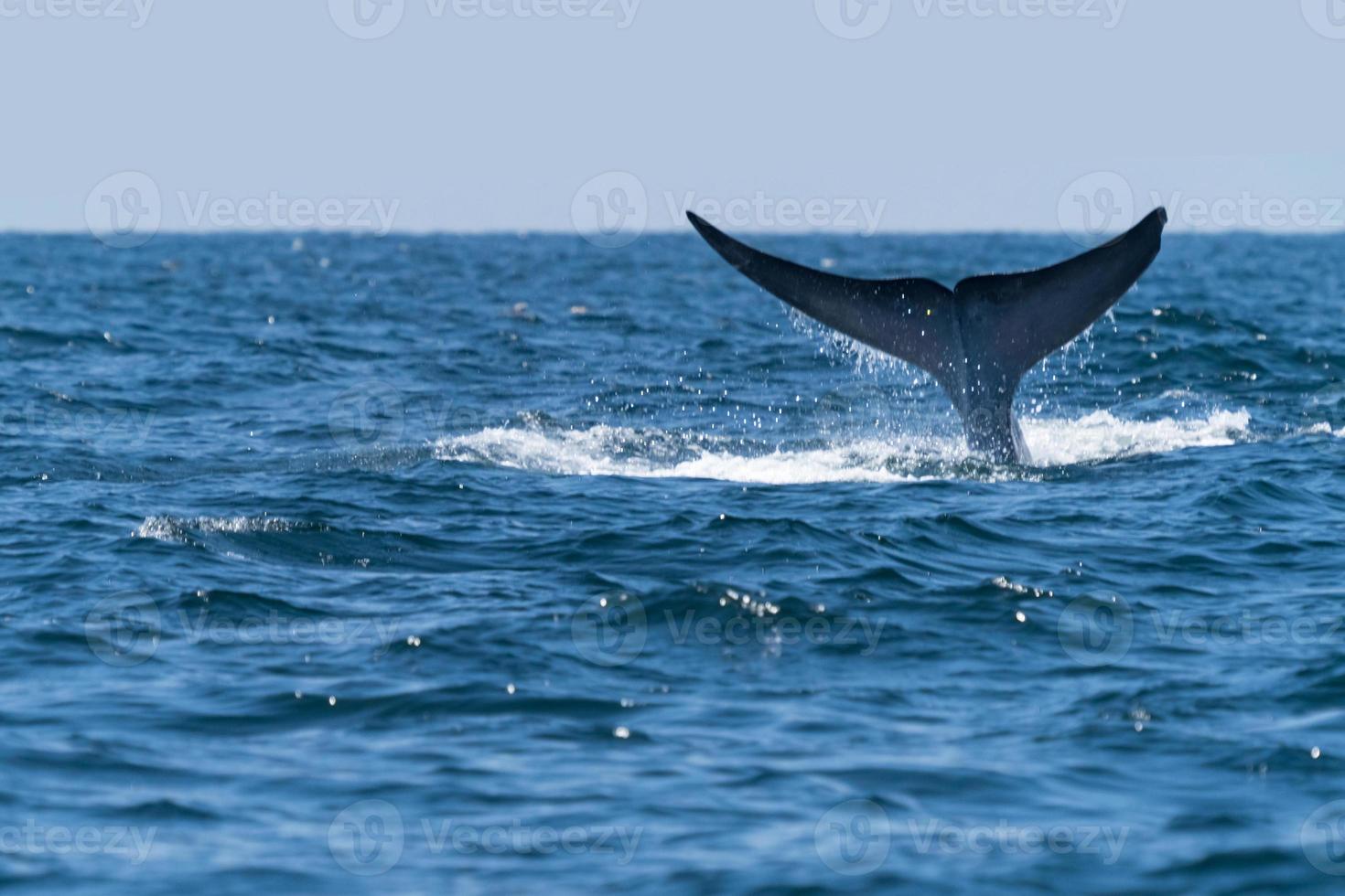 Ballena bruda nadando hasta la superficie mostrando en el golfo de Tailandia foto