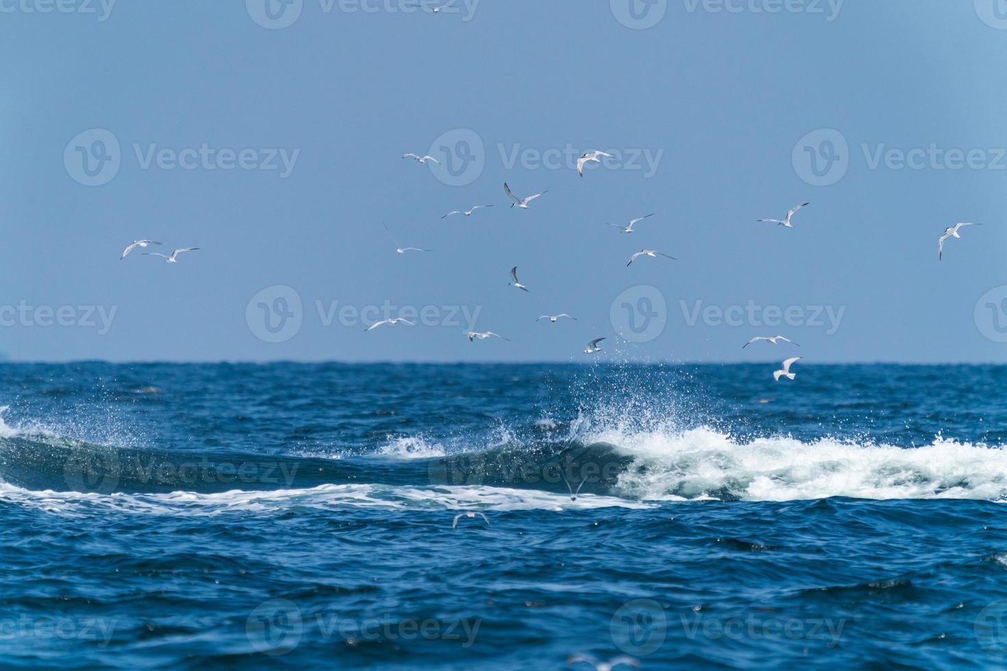 Las gaviotas que vuelan en la parte superior antes de que la ballena bruda se alimente de una amplia variedad de peces en el golfo de Tailandia foto