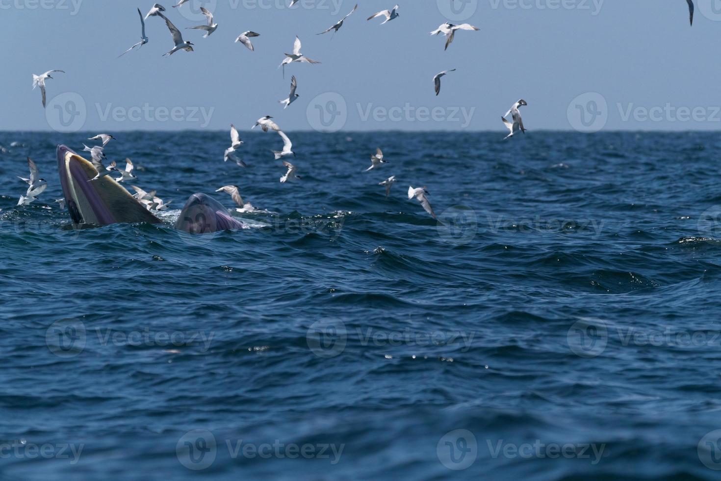 ballena bruda se alimenta de una amplia variedad de peces foto