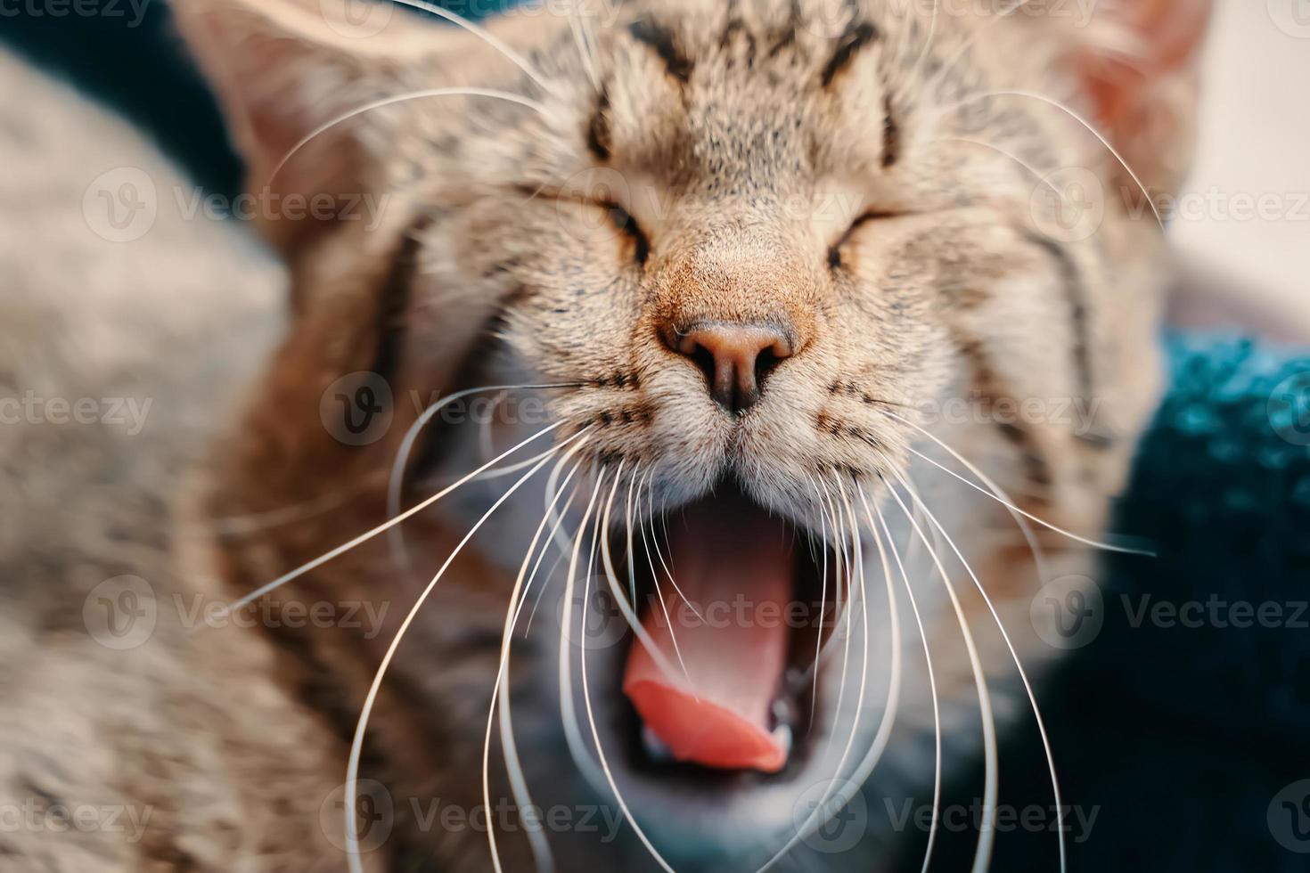 gato atigrado bosteza foto