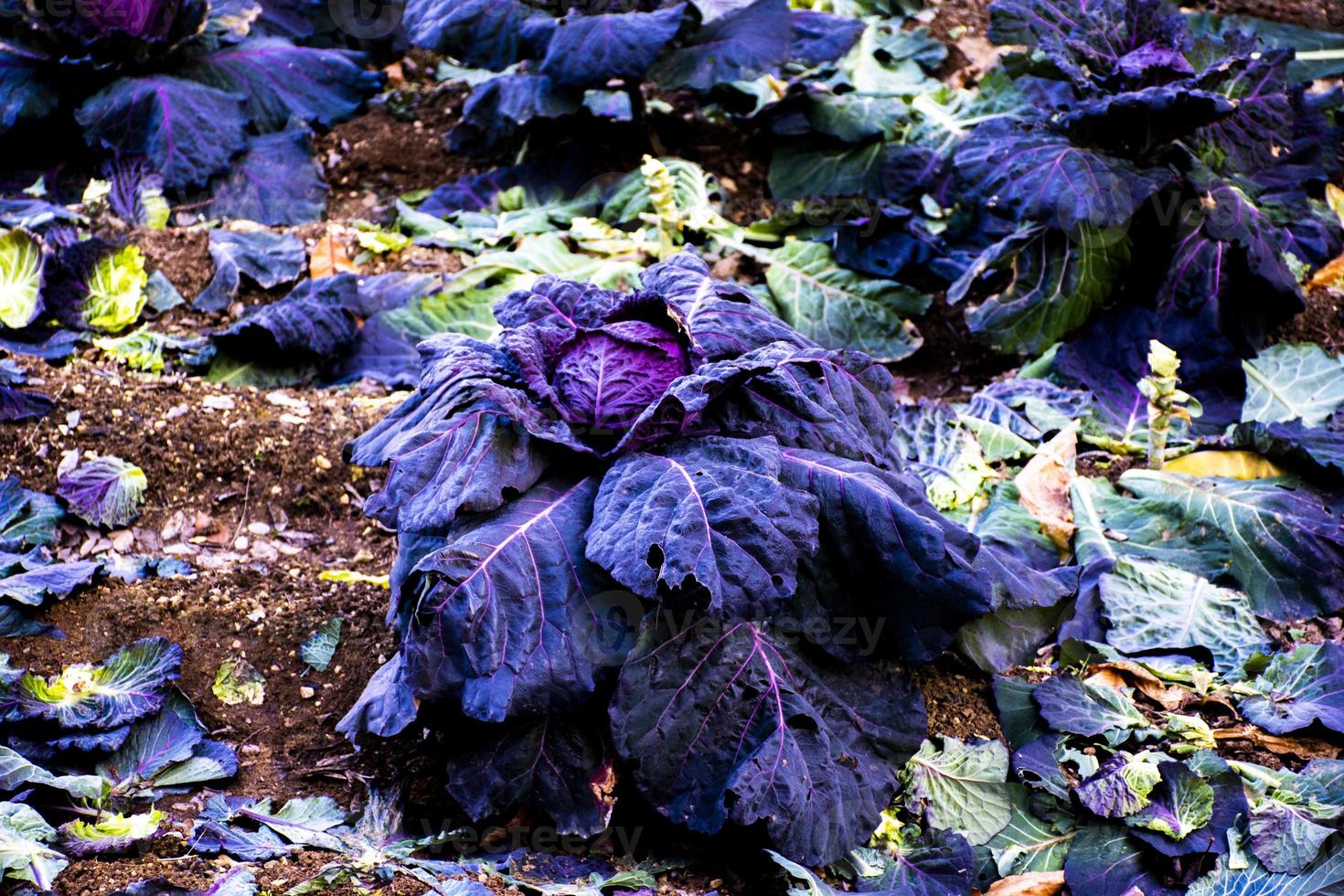 repollo en un campo foto