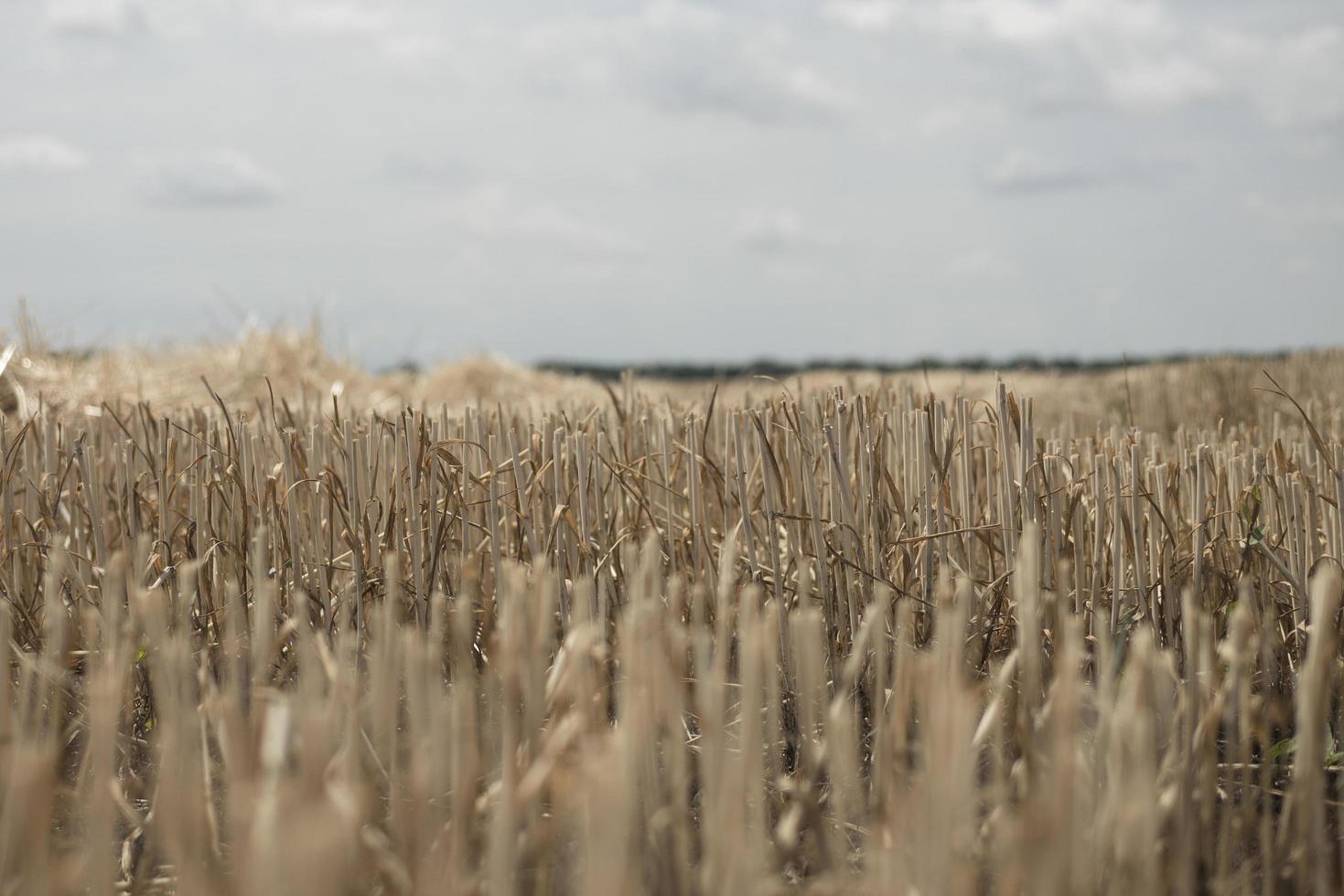 campo con trigo biselado la paja sobresale del suelo foto