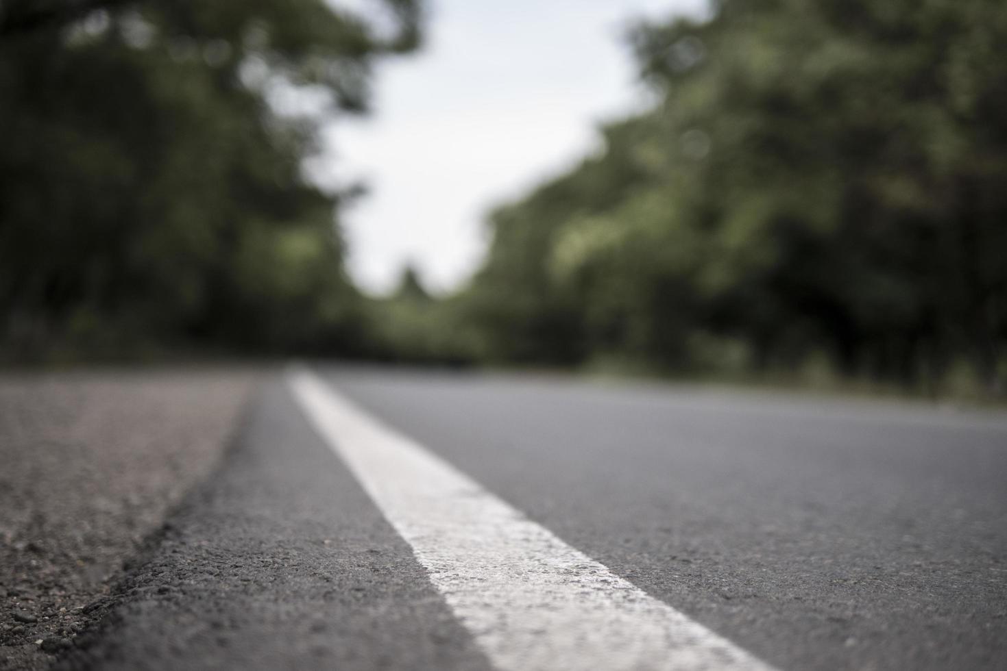 summer road in the trees dividing line photo