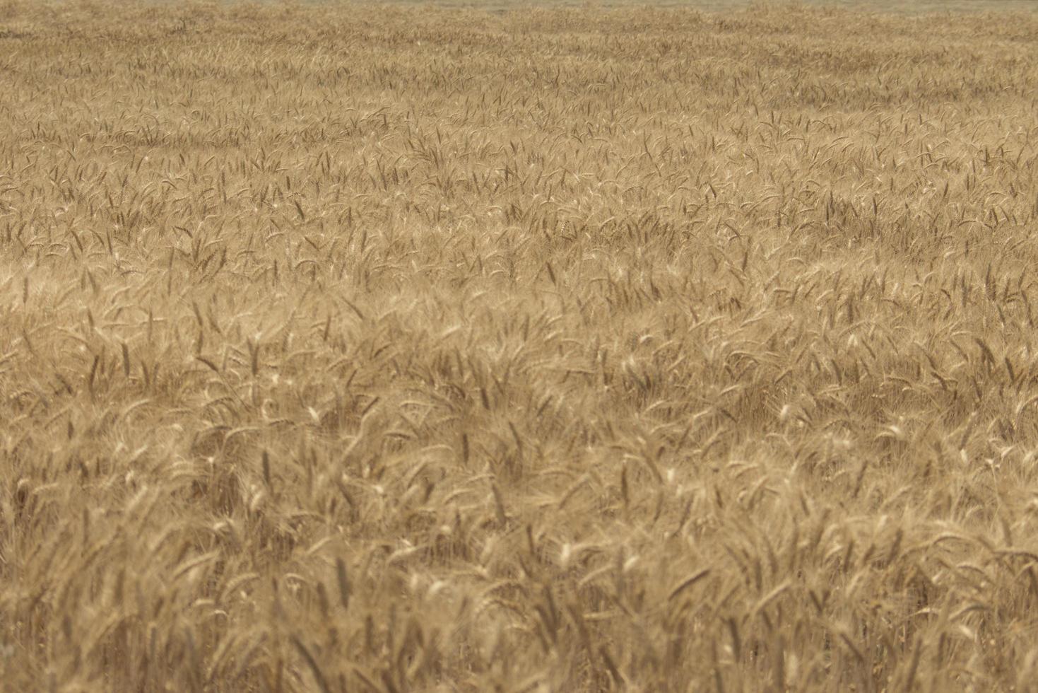 campo de centeno campo de trigo con el sol espigas de trigo dorado cerrar una cosecha fresca de centeno foto