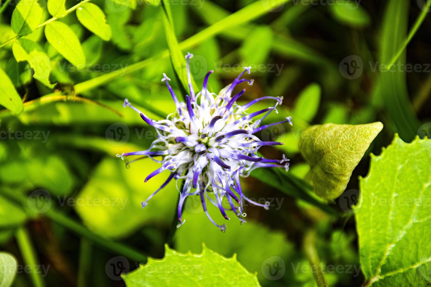 flor de phyteuma raponzolo azul foto