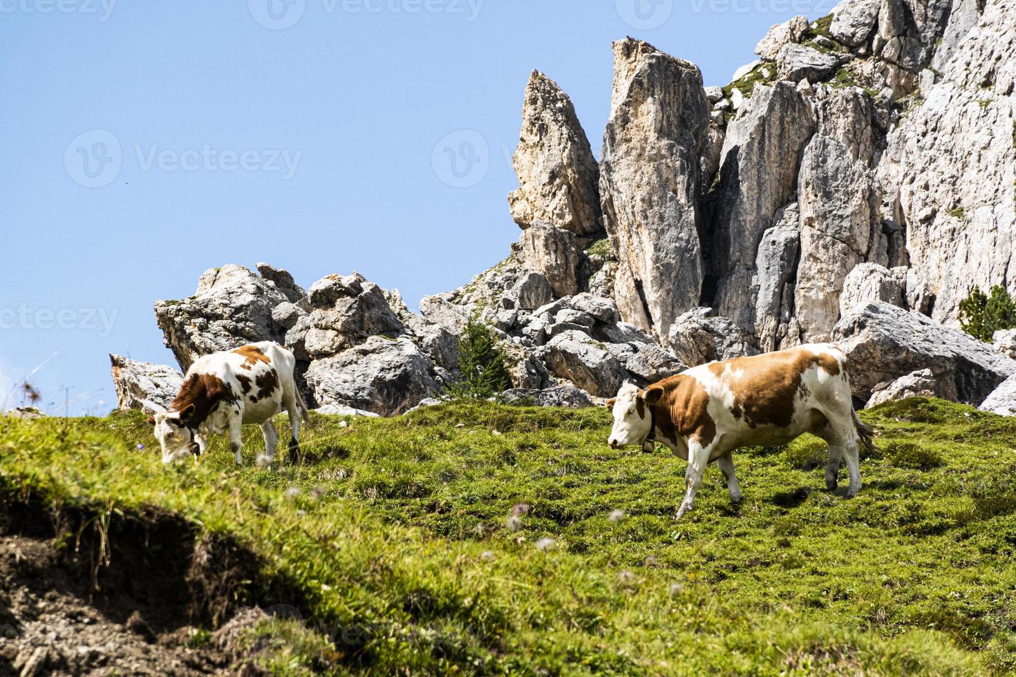 Cows on mountains photo