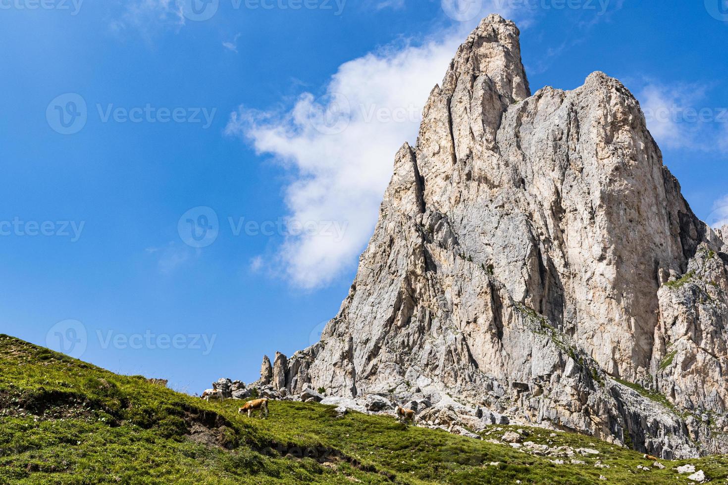 Cows on the dolomites photo