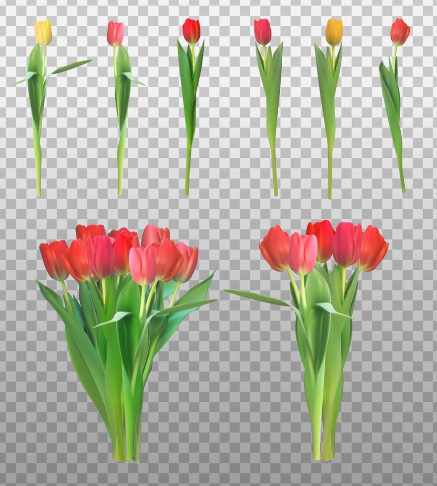 ilustración vectorial realista conjunto de colección de tulipanes coloridos vector