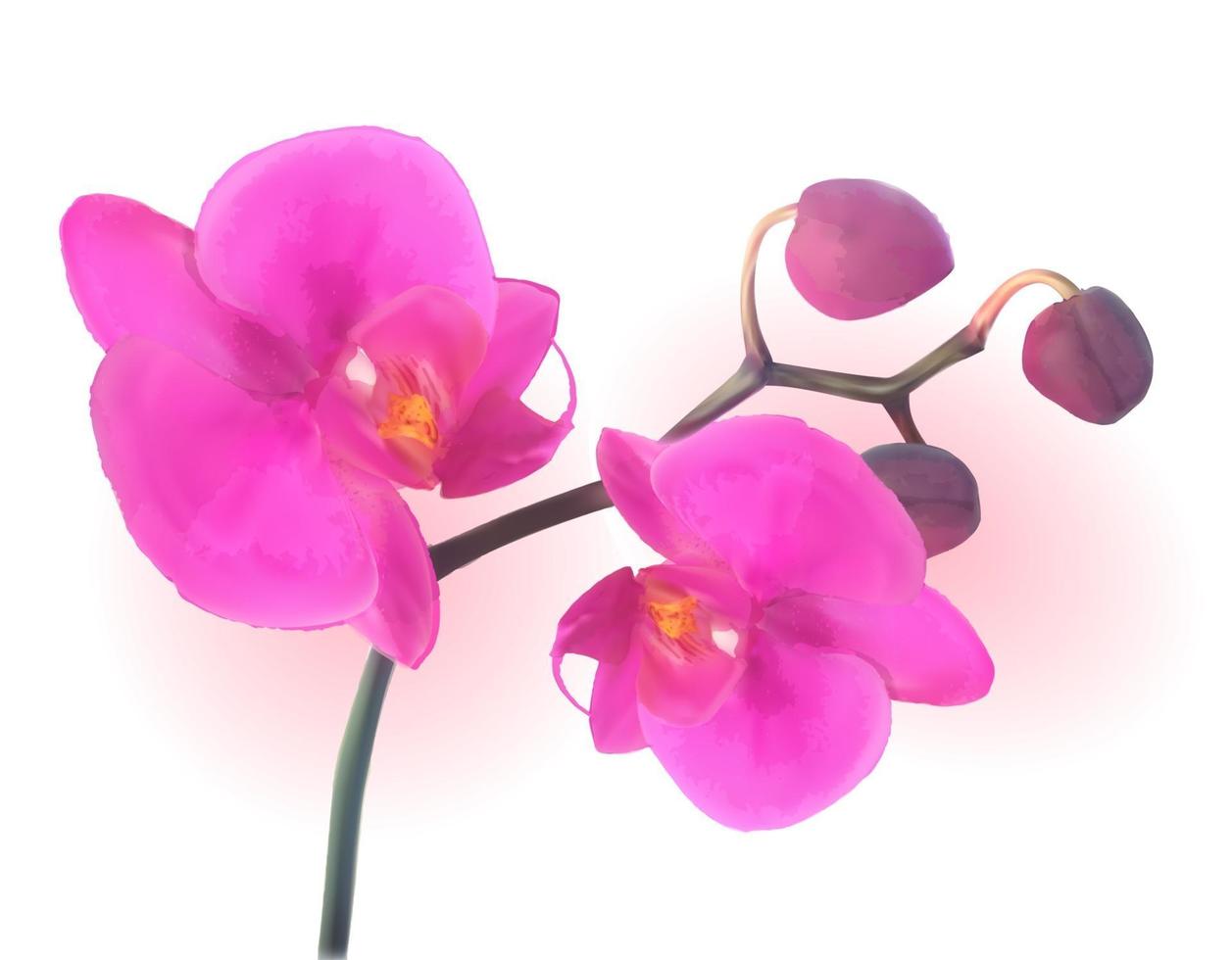 Naturalistic Beautiful Colorful Pink Orchid vector