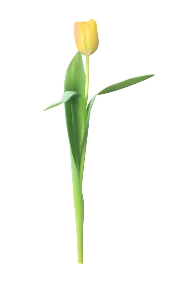 Realistic Vector Illustration Colorful Tulip. Yellow Flower on Light Background