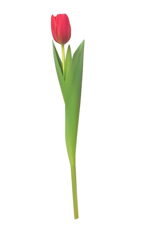 Realistic Vector Illustration Colorful Tulip. Red Flower on Light Background
