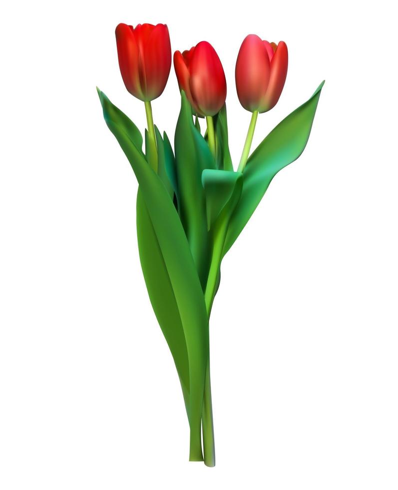 tulipanes de colores realistas. flores rojas sobre fondo blanco vector