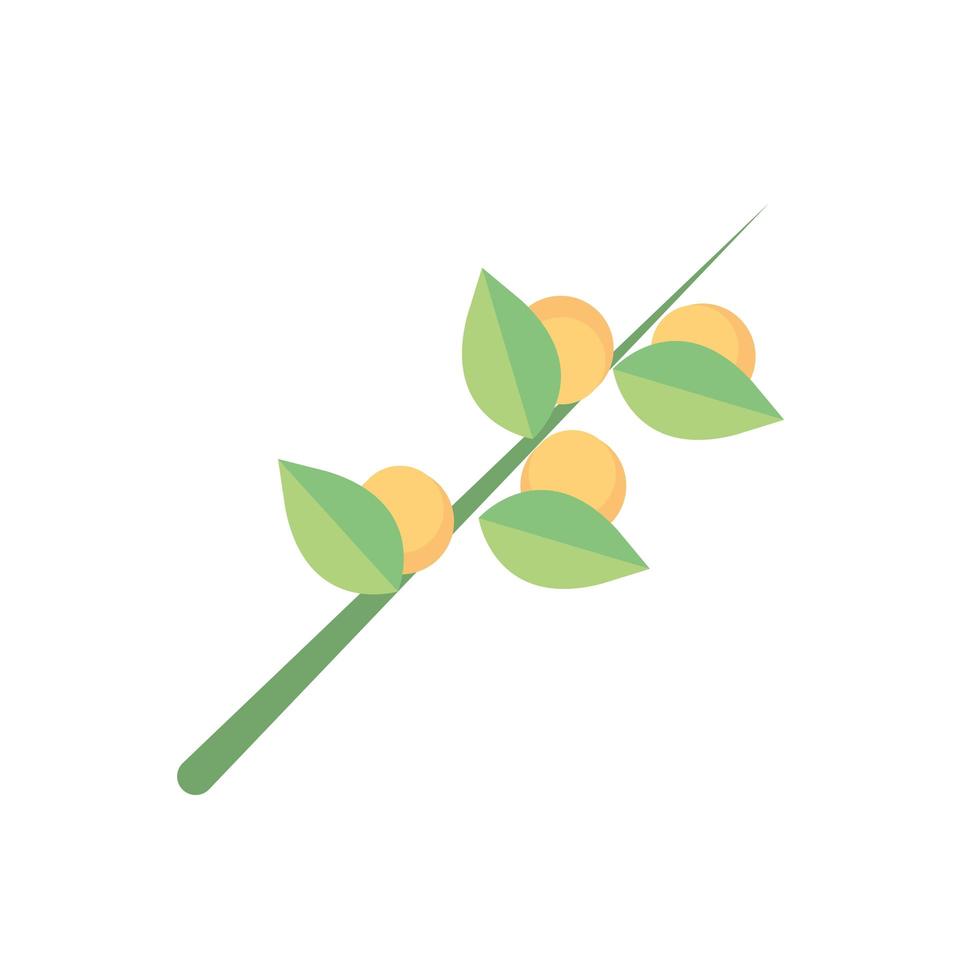 branch seeds foliage natural floral botanical vector