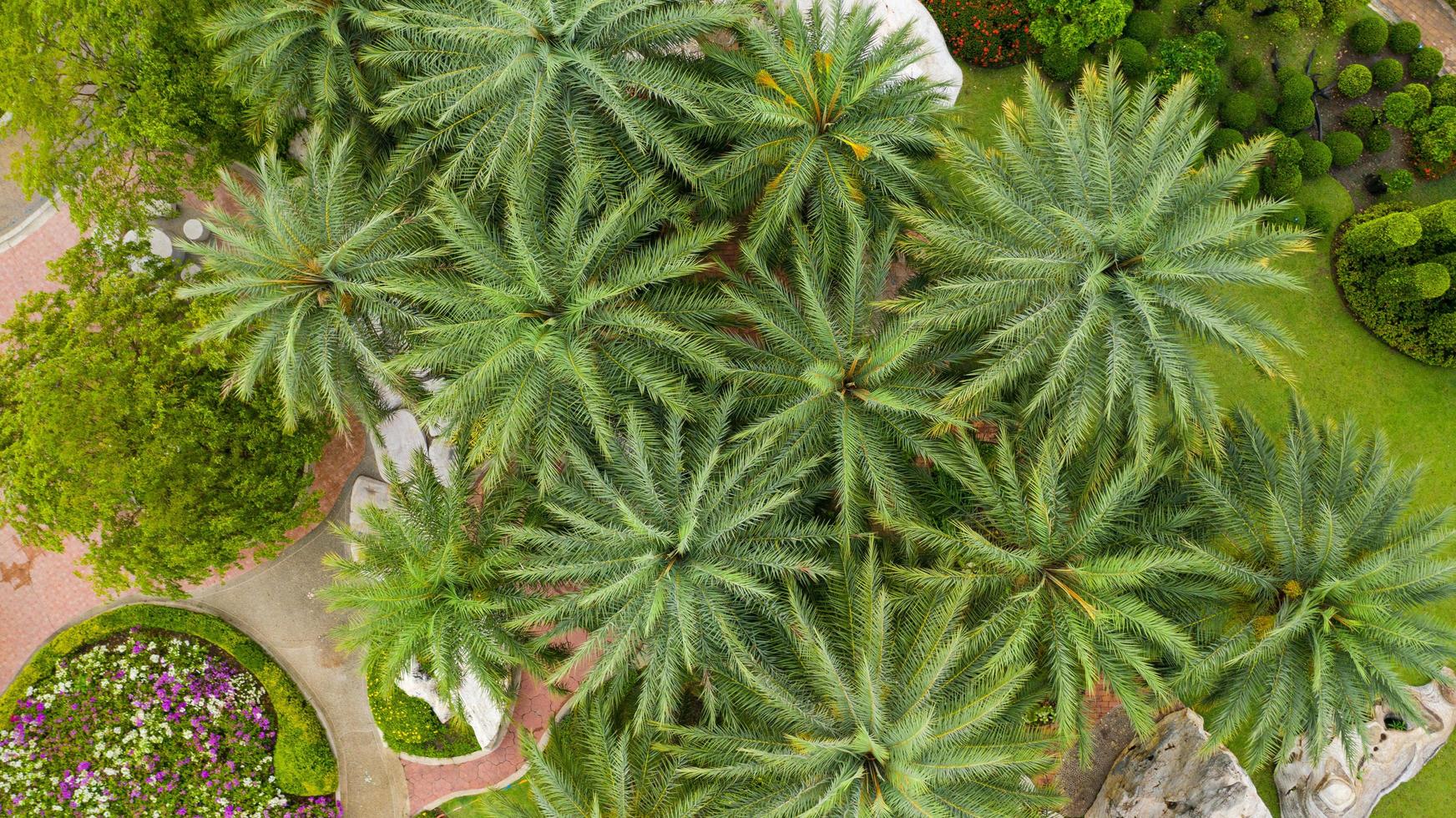 Aerial view of Beautiful green garden photo