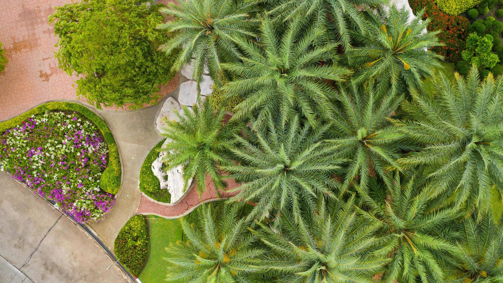 vista aérea del hermoso jardín verde foto