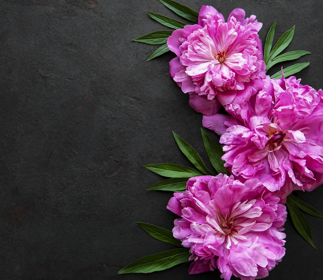 borde de flores de peonía sobre un fondo negro foto