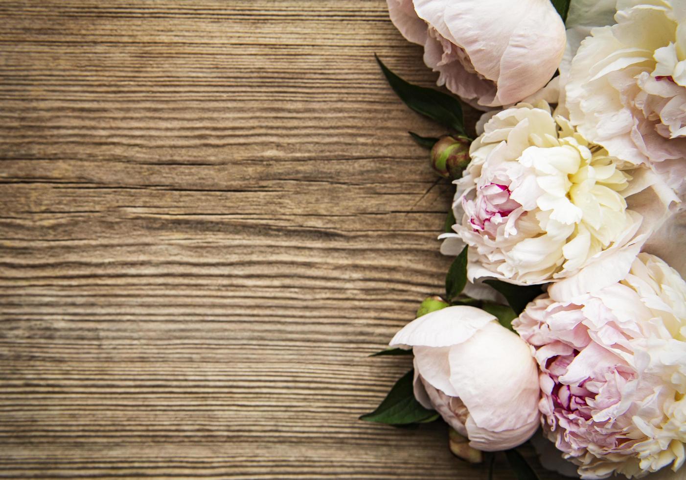 flores de peonía rosa como borde foto