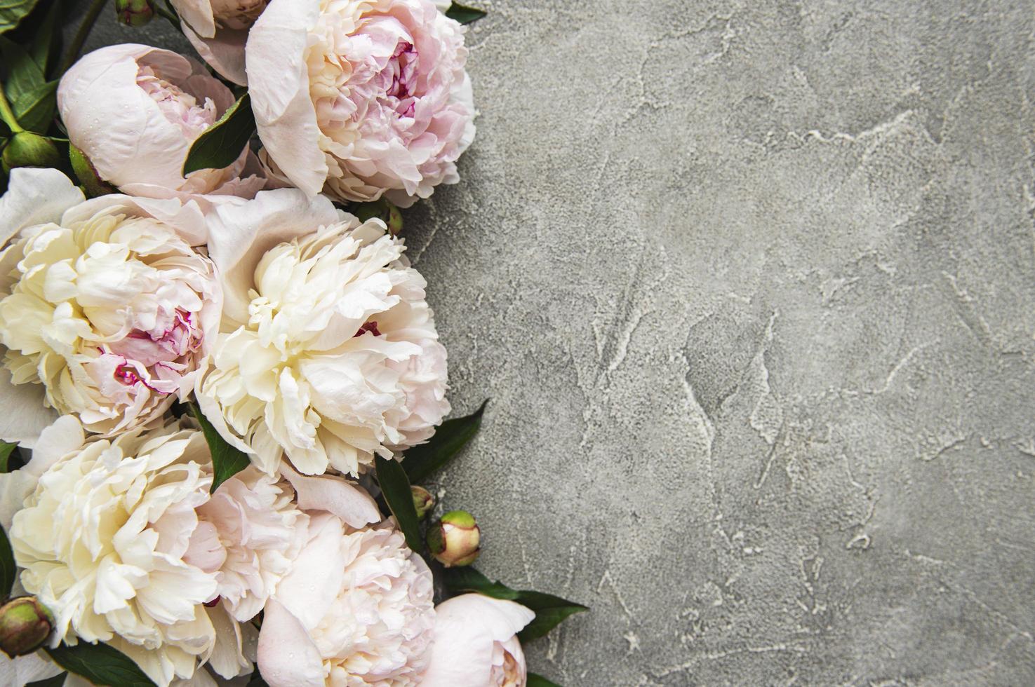 Flores de peonía sobre un fondo de hormigón gris foto