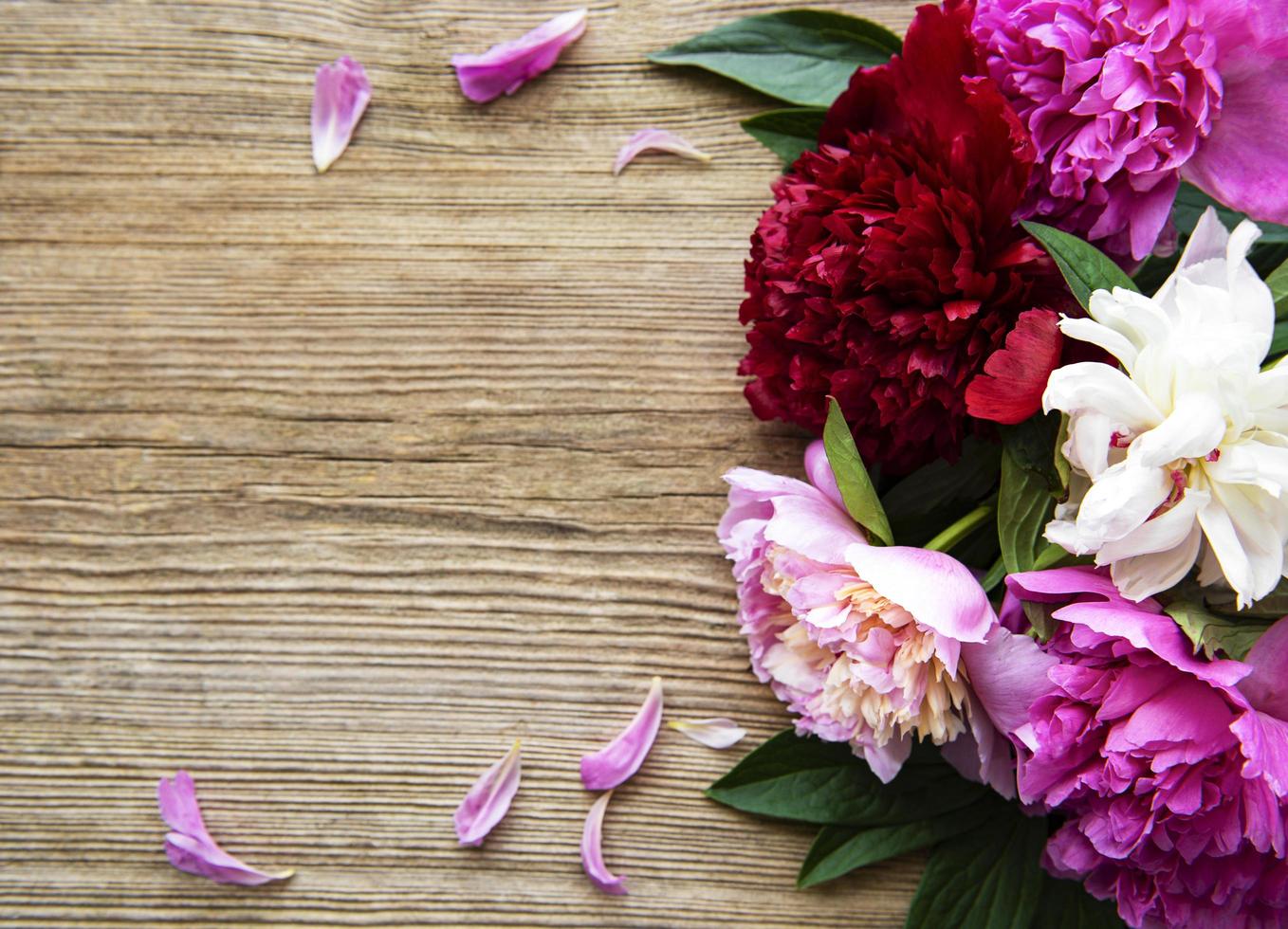 flores de peonía rosa como borde foto