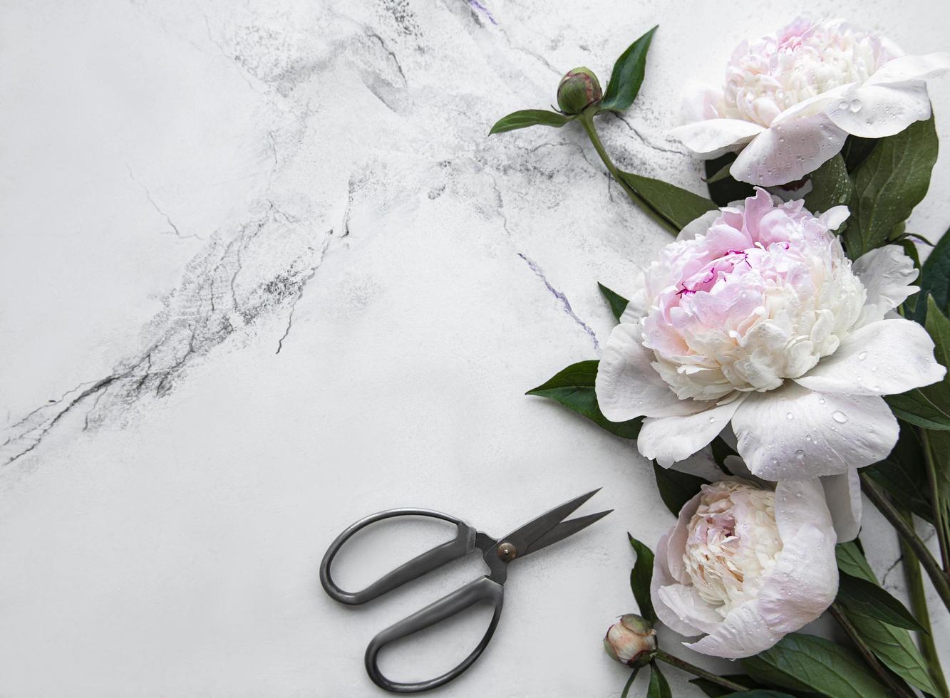 Peony flowers on a marble background photo