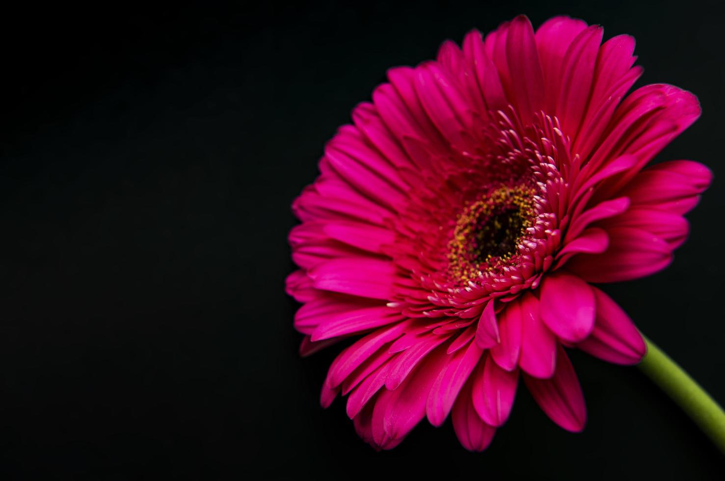 Bright gerbera flower on a black background photo