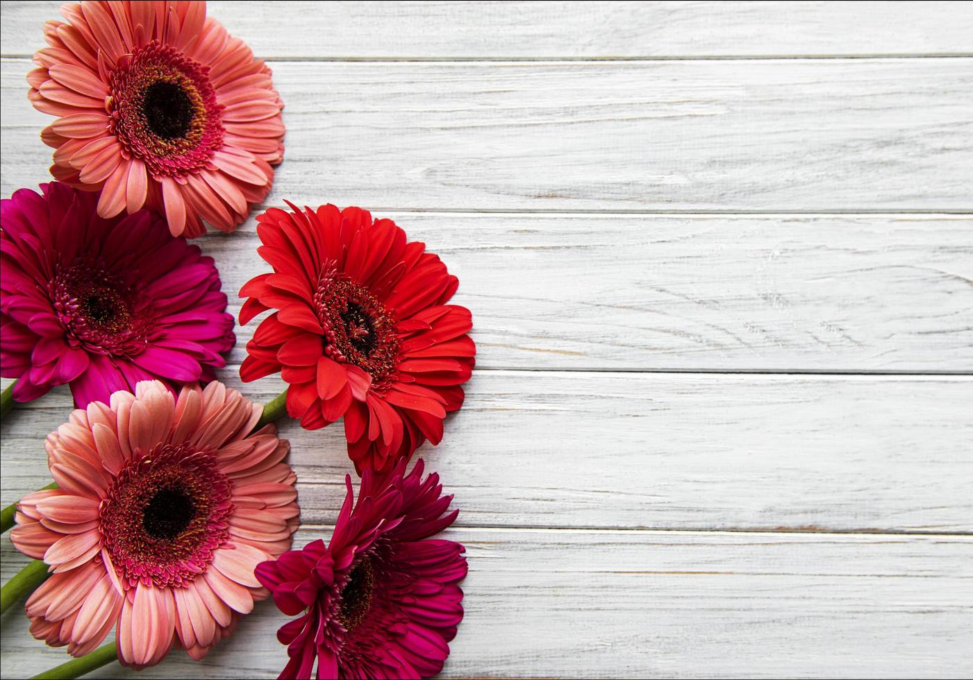 Flores de gerbera brillante sobre un fondo de madera blanca foto