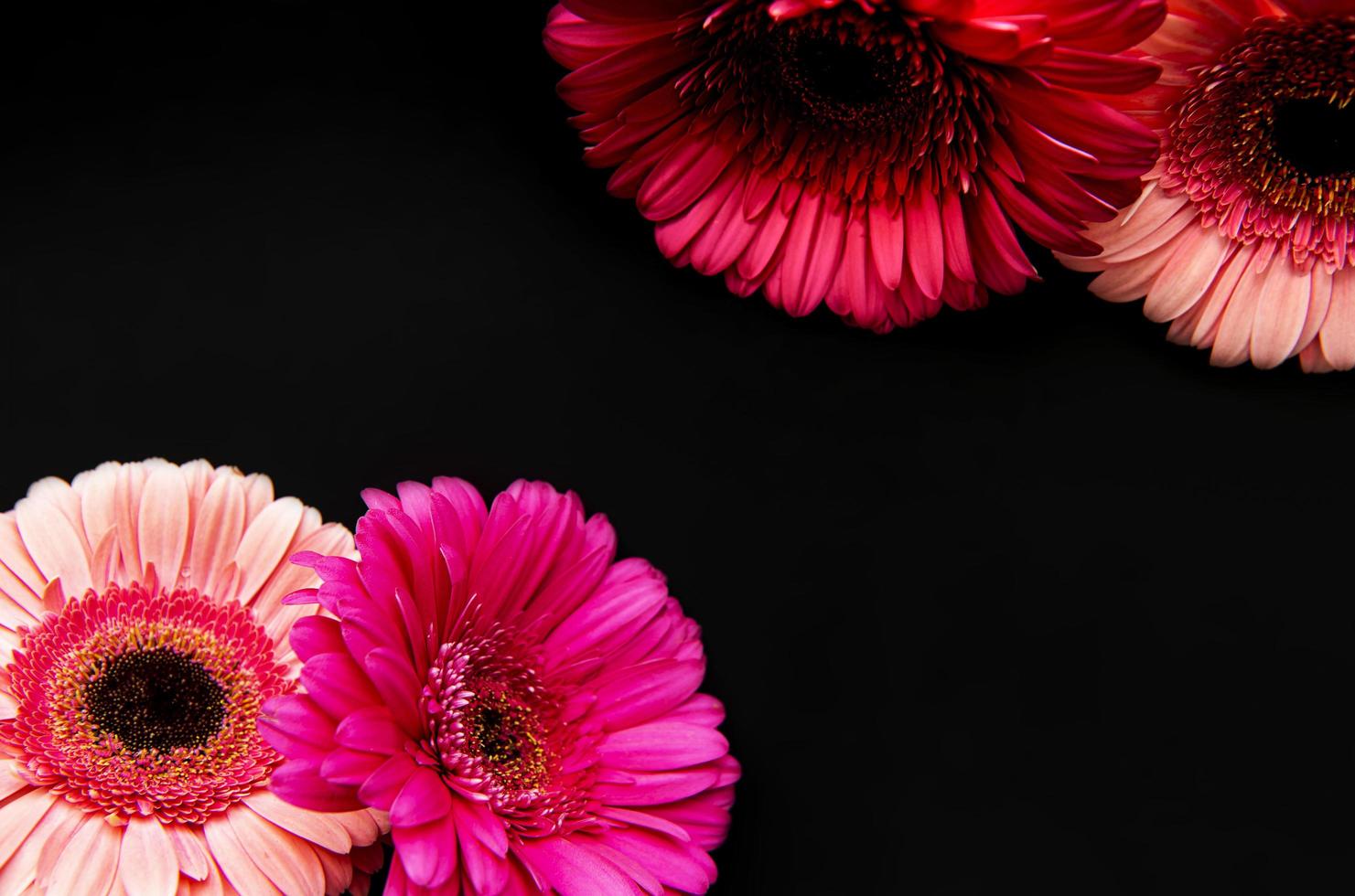 Bright gerbera flowers on a black background photo