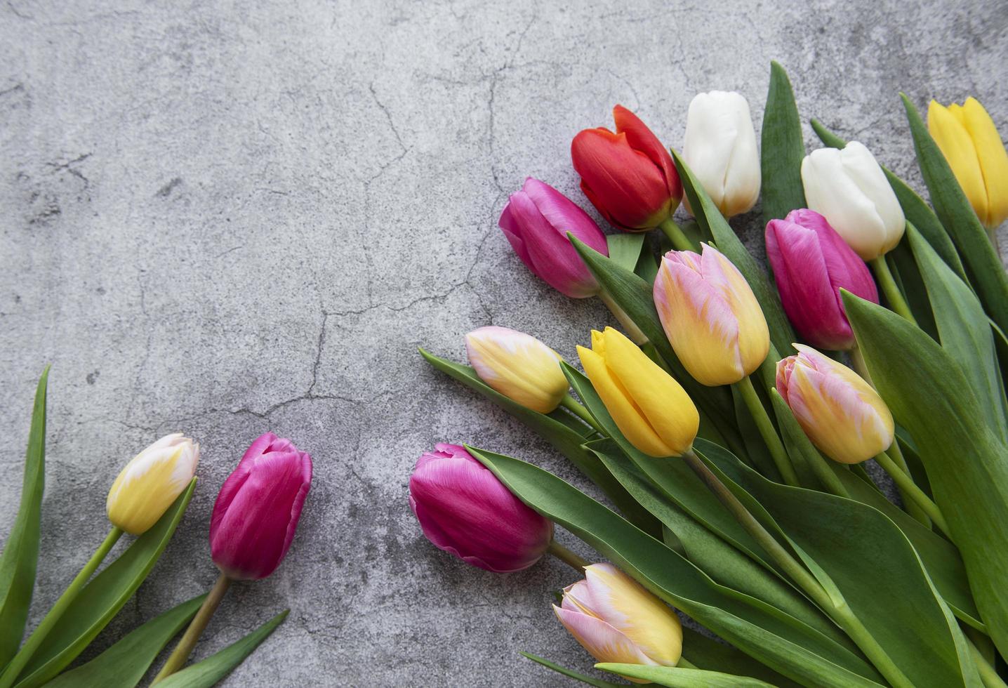 tulipanes de primavera sobre un fondo de hormigón foto