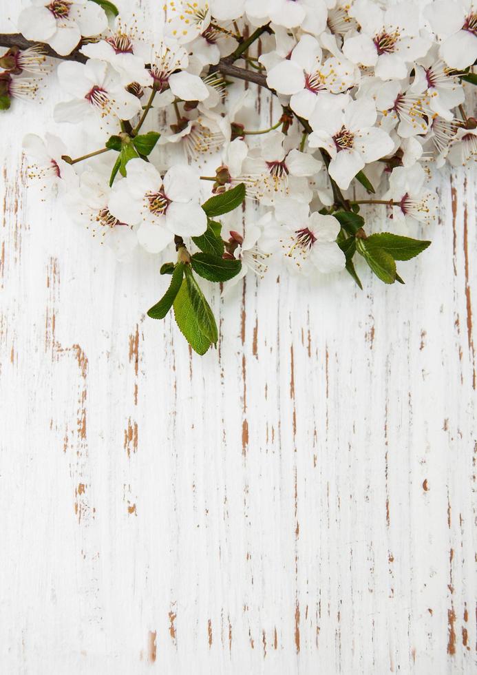 Spring apricot blossom on an old wood background photo