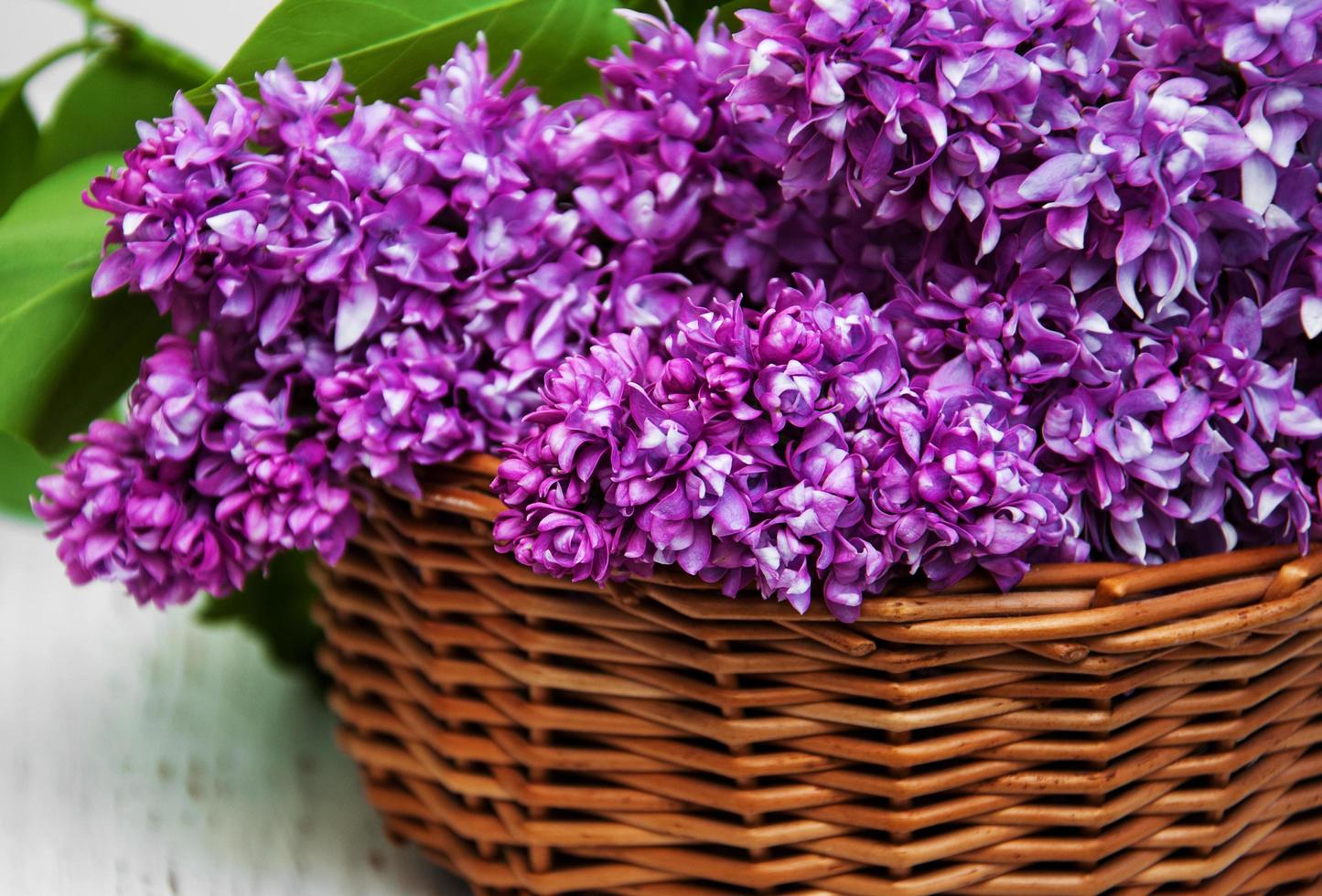 Lilac flowers in a basket photo