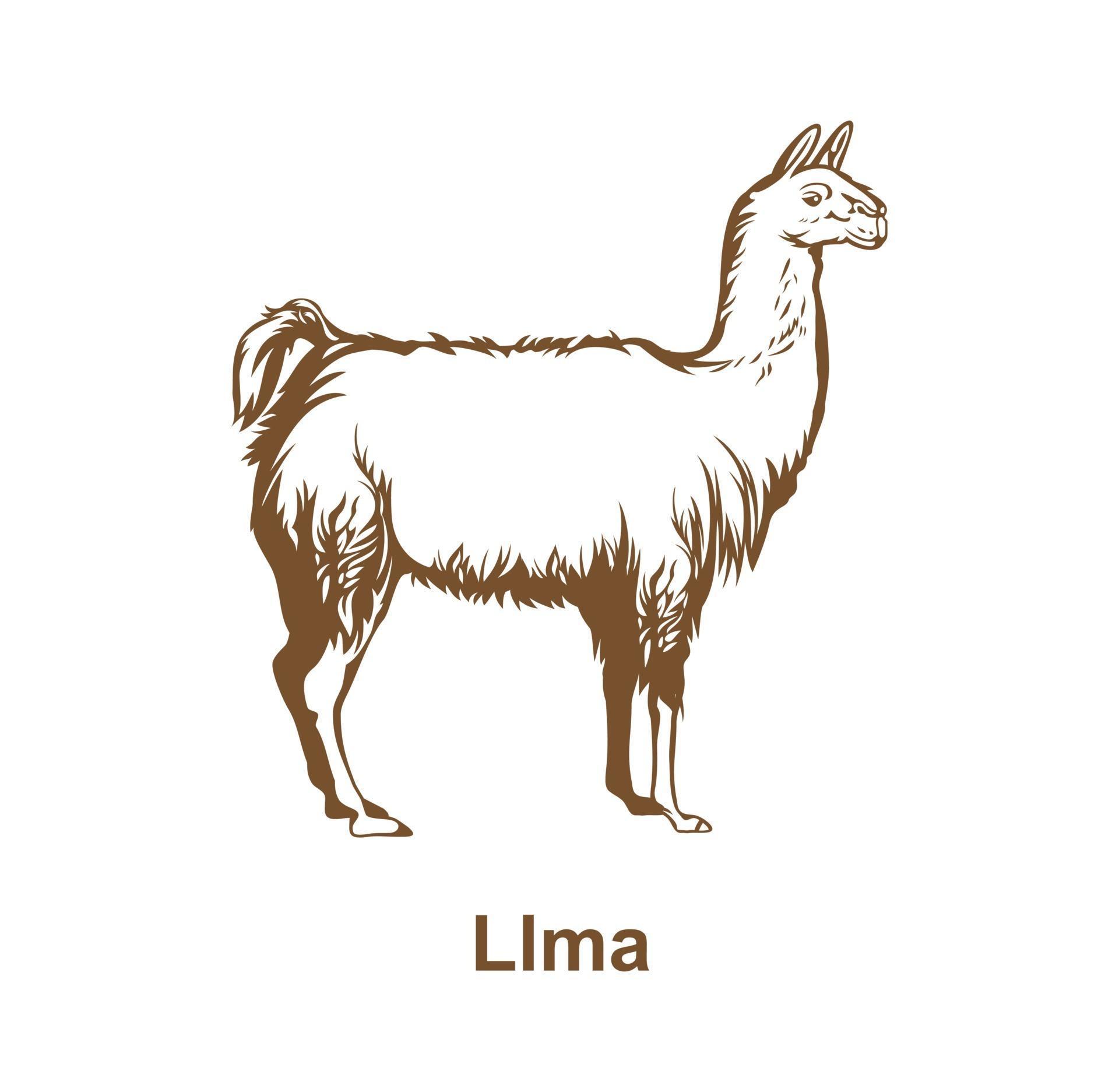 Realistic llama hand drawn design 2511130 Vector Art at Vecteezy