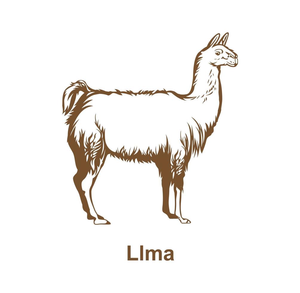 Realistic llama hand drawn design vector