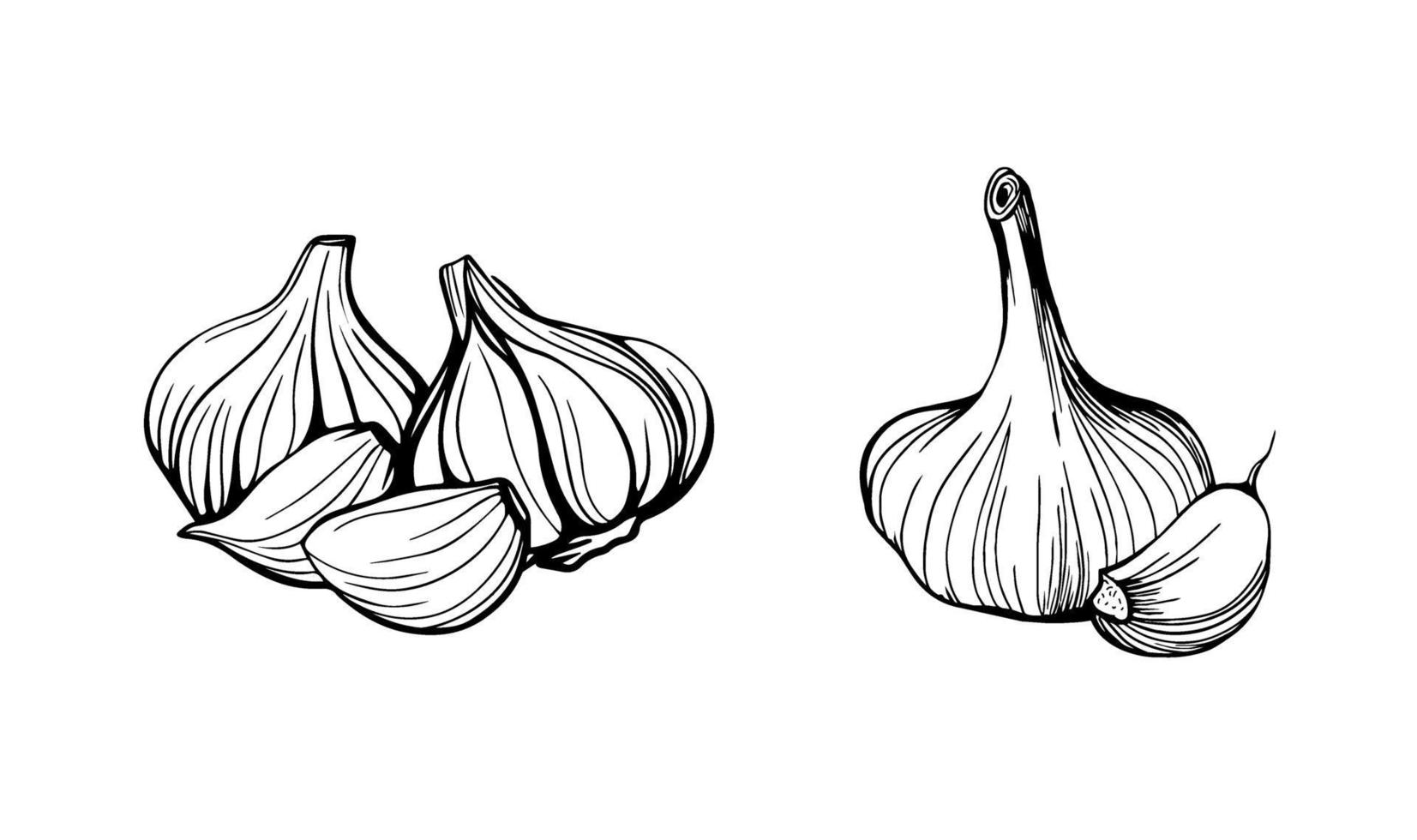 Garlic isolated on a white background. Set of garlic. Strengthening the immune system. Hand drawn vector illustration in Doodle style