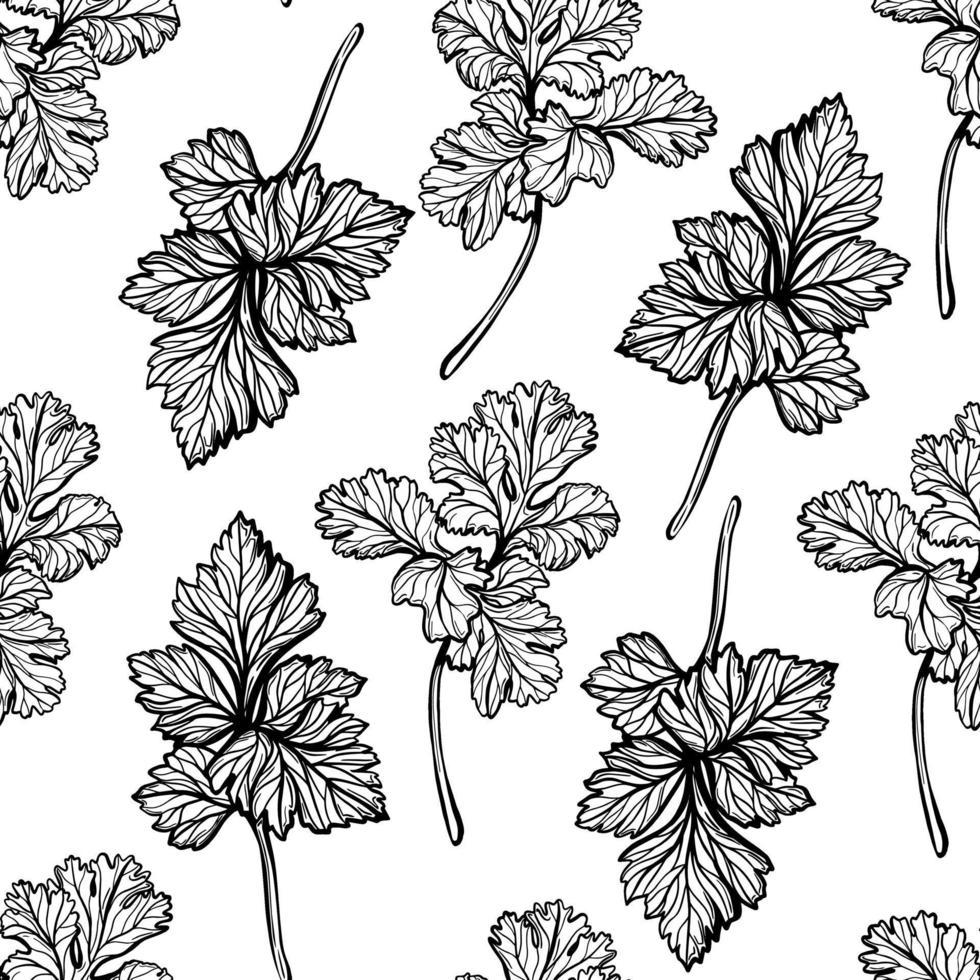 Parsley pattern. Aromatic spice, healthy herbs. Hand-drawn vector illustration