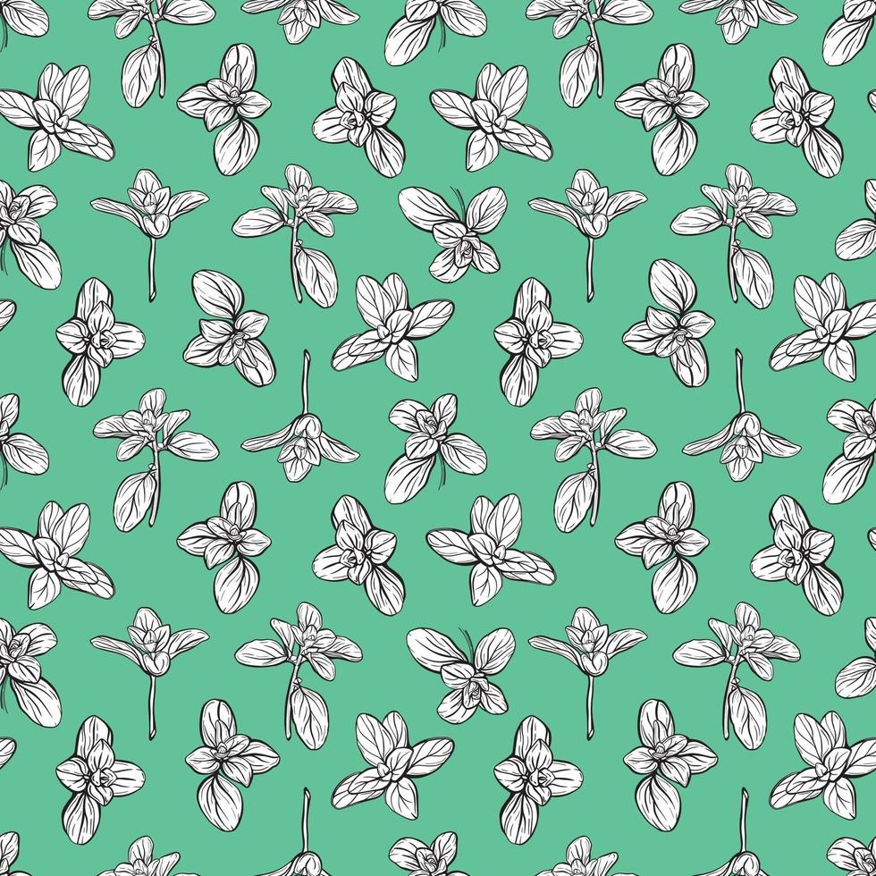 Basil Seamless Pattern. Italian herbs.A sprig of marjoram. Basil is a fragrant and fragrant seasoning. Hand-drawn illustration vector