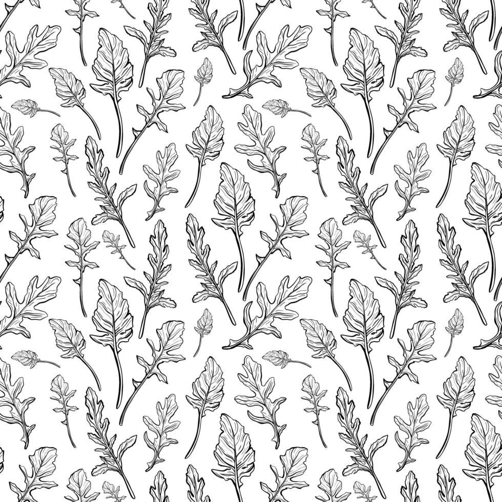 Arugula seamless pattern. Arugula leaves on a white background. Spicy and aromatic Italian seasoning. Hand-drawn vector illustration