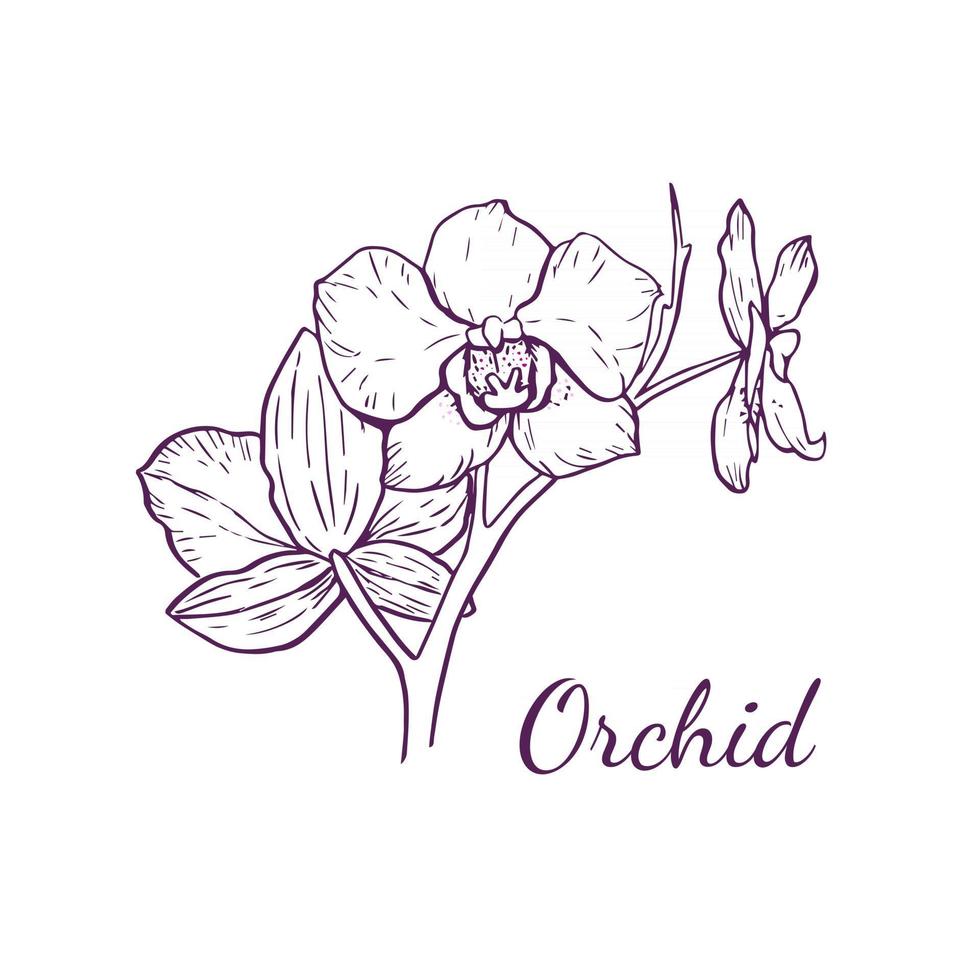 Vector orchid flower for logo