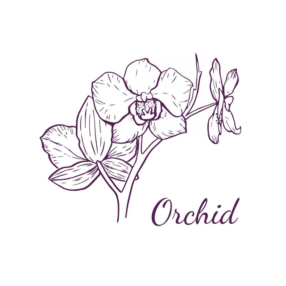 flor de la orquídea del vector para el logotipo