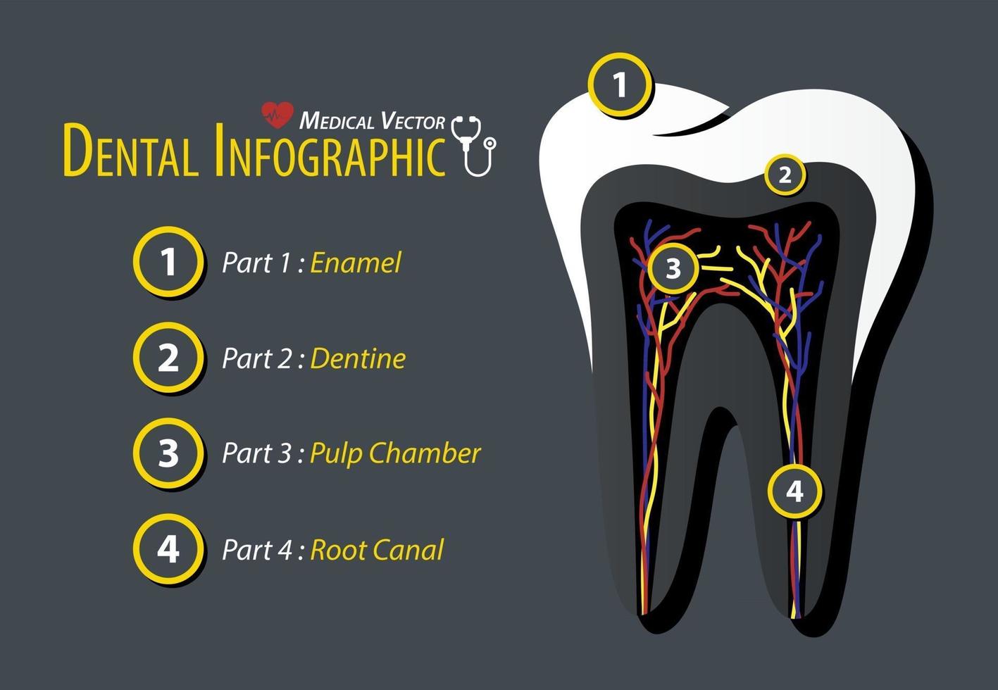 Dental Infographic  Flat design vector