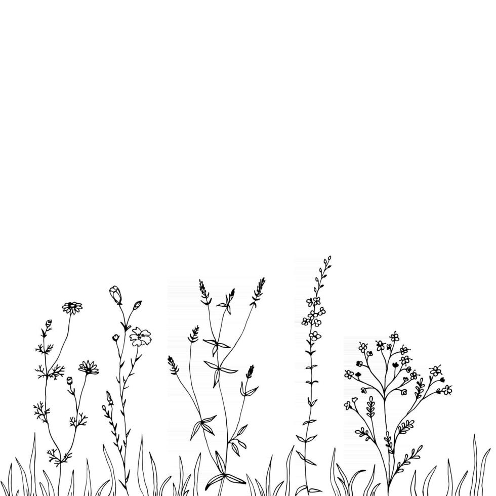 Hand sketched summer herbs background vector